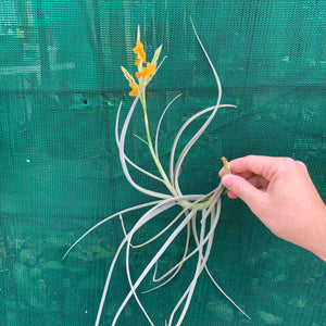 Tillandsia - Holm’s Mother Lode (Fragrant) NEW