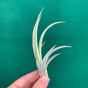 Tillandsia - chiletensis ‘Green Bract’ ex. PT NEW