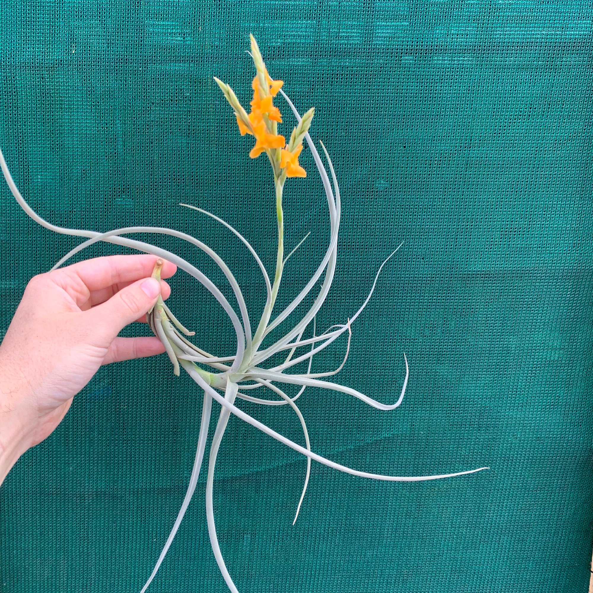 Tillandsia - Holm’s Mother Lode (Fragrant) NEW