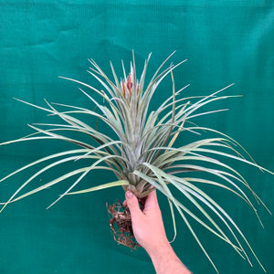 Tillandsia - X Nidus ‘Giant’ ex. PT