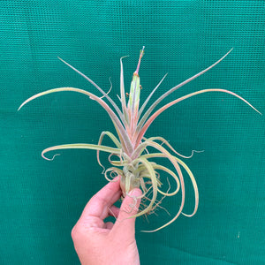 Tillandsia - streptophylla x pruinosa NEW