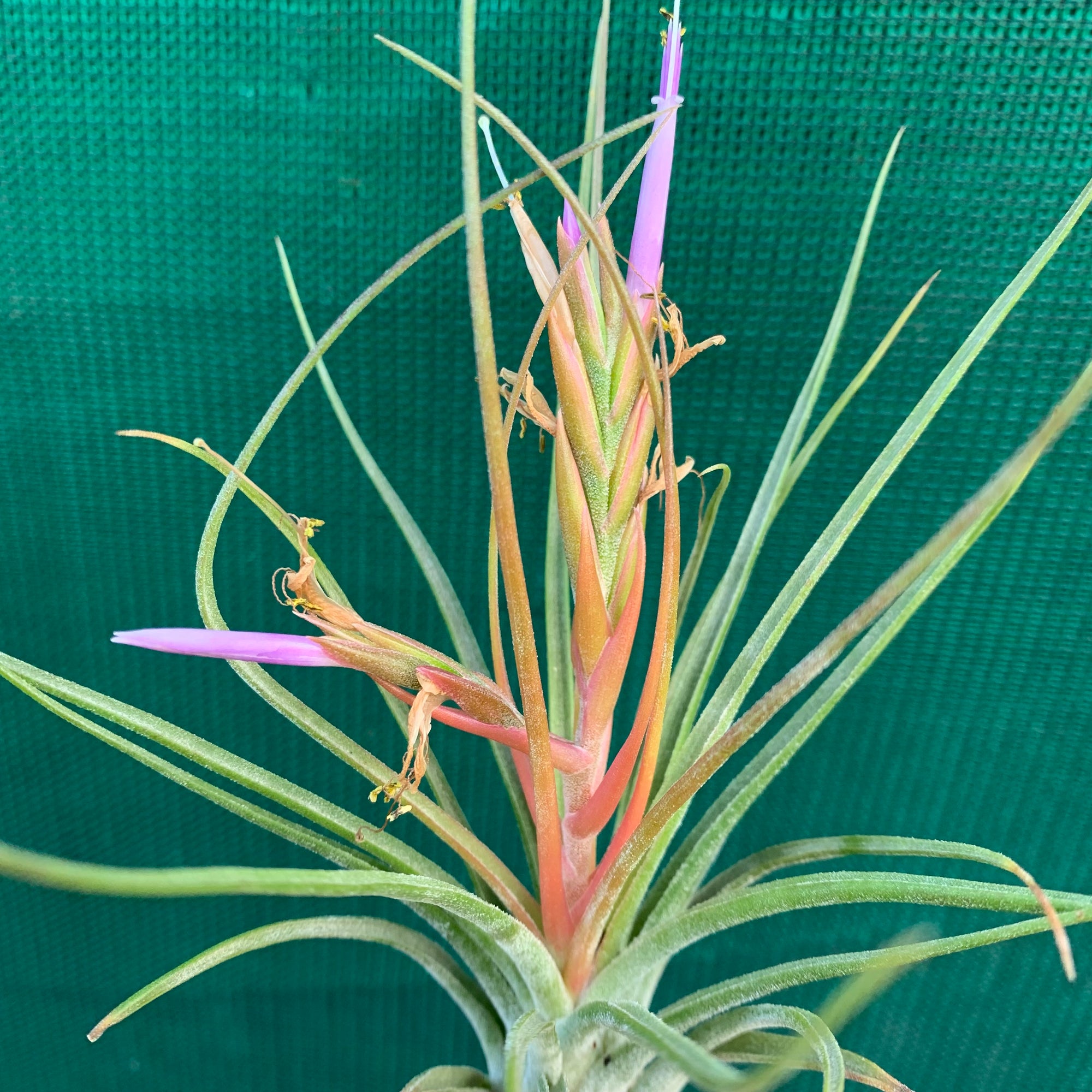 Tillandsia - Orange Crush