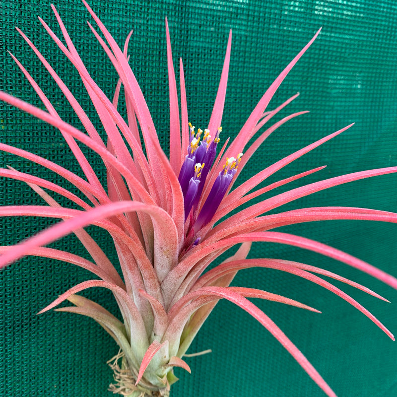 Tillandsia - Victoria - Air Plant Decor