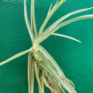 Tillandsia - duratii v. Saxatilas (Fragrant) ex. Gruber