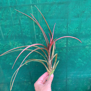 Tillandsia - Temescal sp. Nova Mex