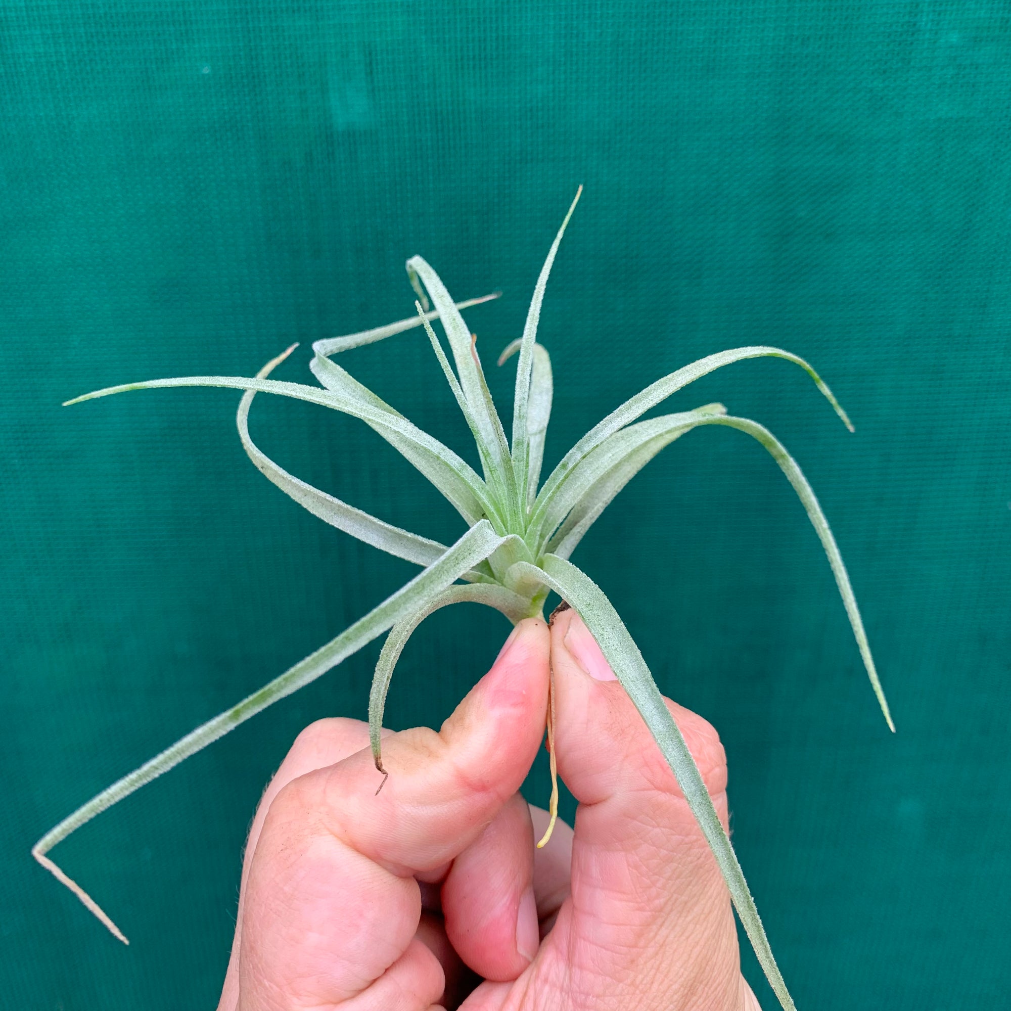 Tillandsia - Pohliana ex. Gruber