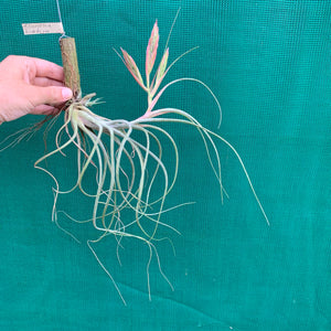 Tillandsia - Kinkin ex. MP