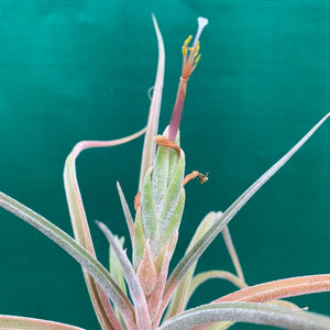 Tillandsia - streptophylla x pruinosa NEW