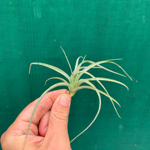 Tillandsia - Pohliana ex. Gruber