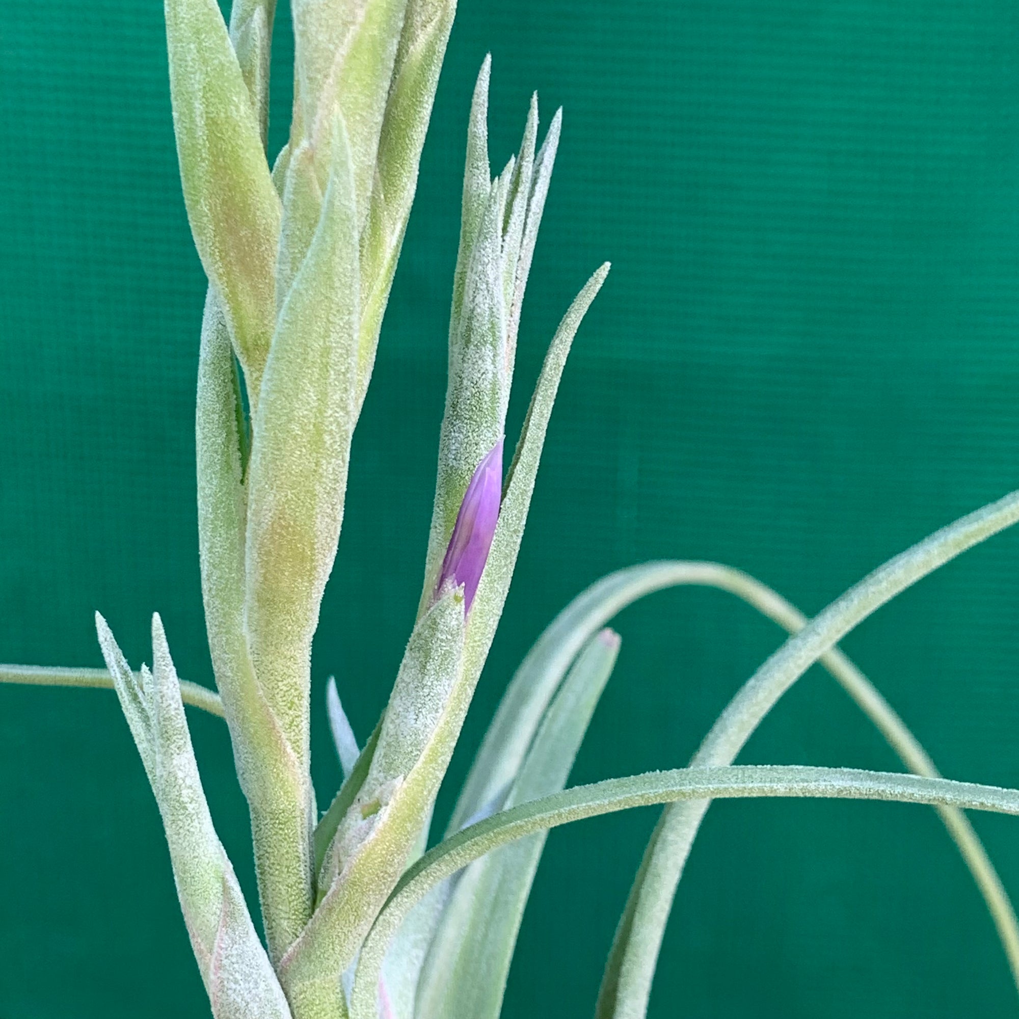 Tillandsia - Star Trek ex. PB