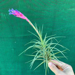 Tillandsia - tenuifolia 'Long Dark Form' ex. PT NEW