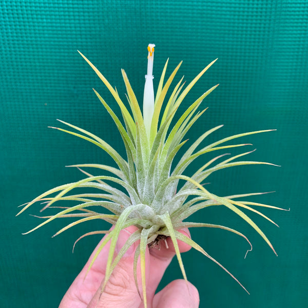 2022新作モデル Tillandsia ionantha Yellow' 'Fuego 植物/観葉植物