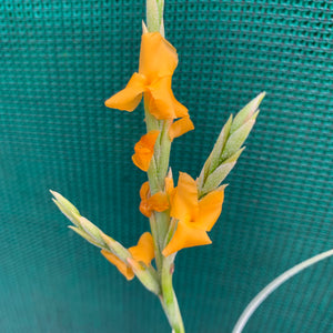 Tillandsia - Holm’s Mother Lode (Fragrant) NEW