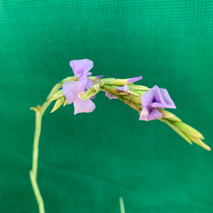 Tillandsia - duratii v. Saxatilas (Fragrant) ex. Gruber