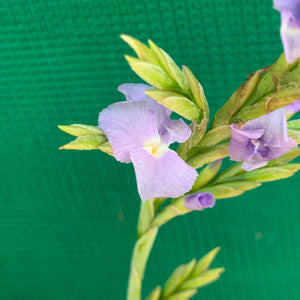 Tillandsia - duratii v. Saxatilas (Fragrant) ex. Gruber