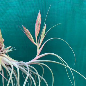 Tillandsia - Kinkin ex. MP