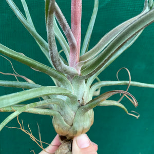 Tillandsia - Hyde’s Silver