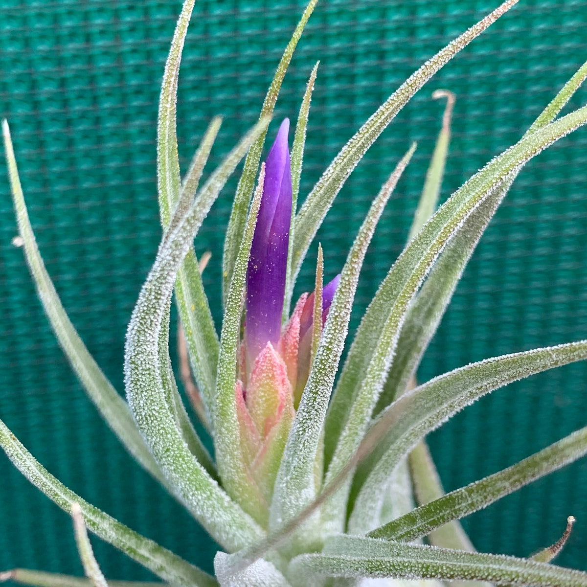 Tillandsia - Tina Parr ex. CC - Air Plant Decor