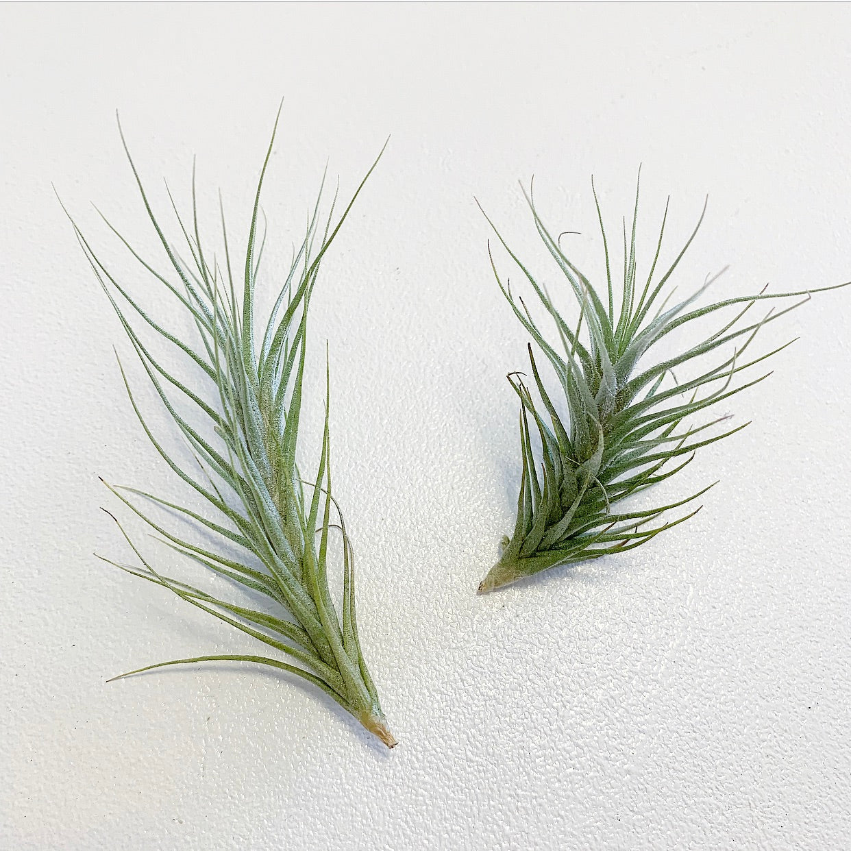 Tillandsia - heteromorpha ex. CC - Air Plant Decor