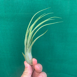 Tillandsia - Kinkin ex. MP