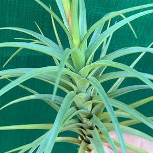 Tillandsia - tenuifolia 'Long Dark Form' ex. PT NEW