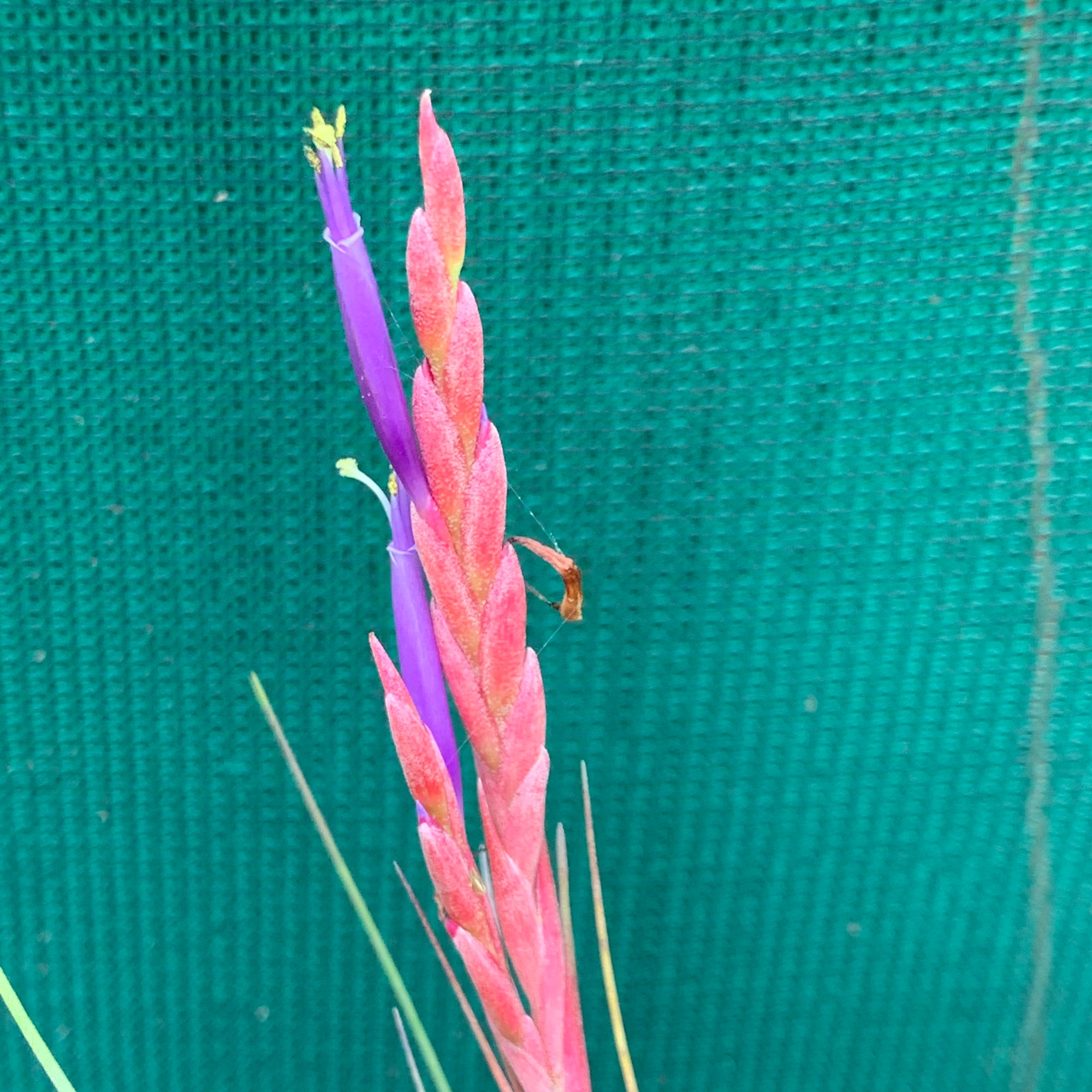 Tillandsia - Ready For Liftoff ex. RFI