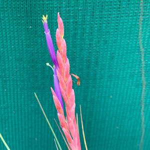 Tillandsia - Ready For Liftoff ex. RFI