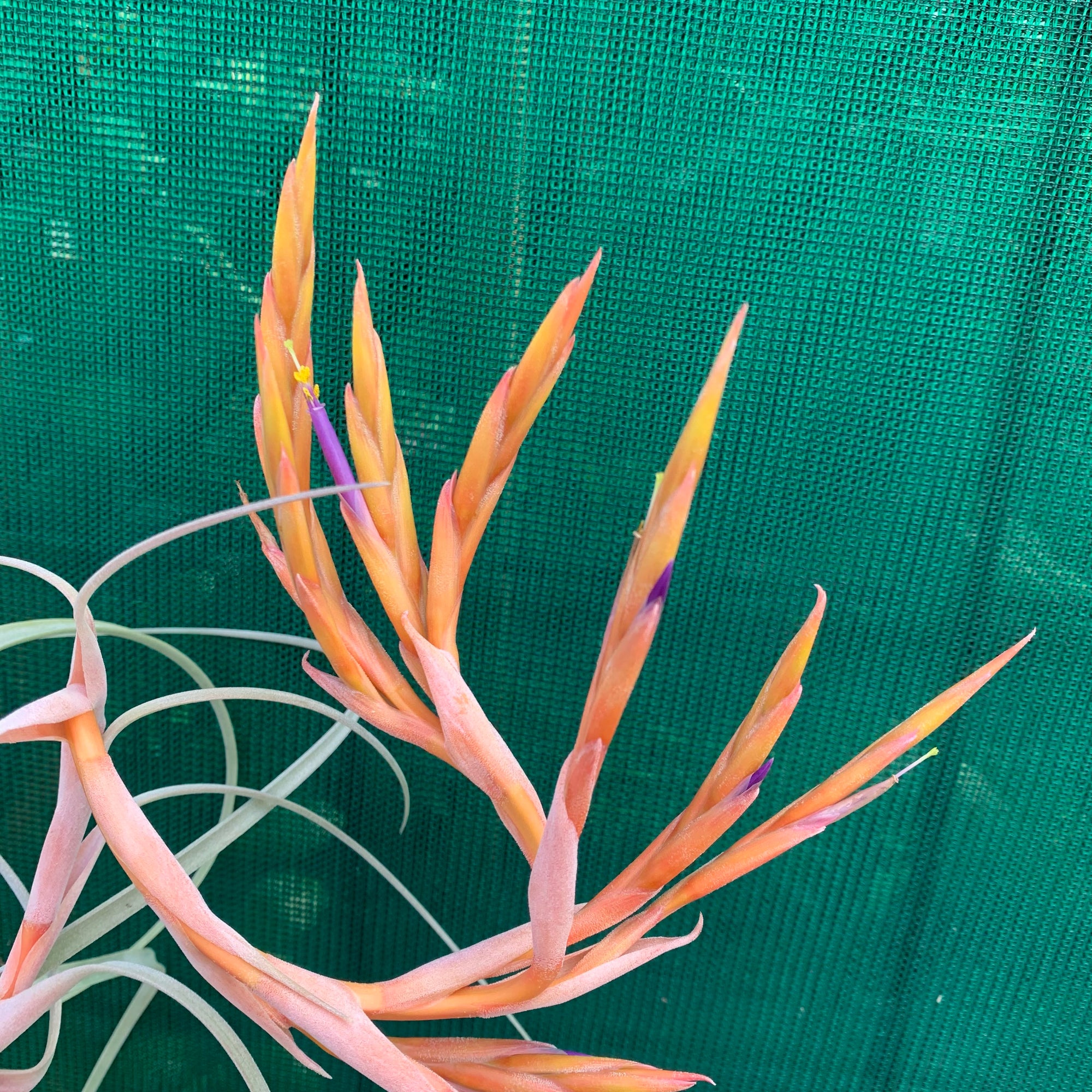 Tillandsia - Crowning Glory ex. PT - Air Plant Decor