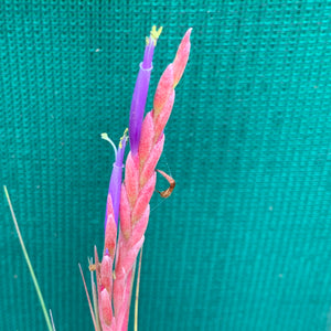 Tillandsia - Ready For Liftoff ex. RFI