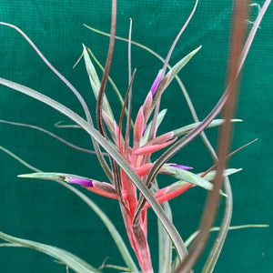 Tillandsia - Hyde’s Silver