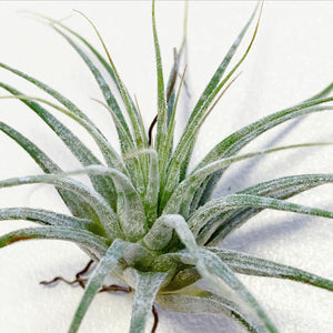 Tillandsia - Ionantha ‘Zebrina’