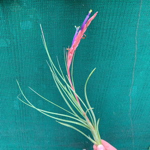 Tillandsia - Ready For Liftoff ex. RFI