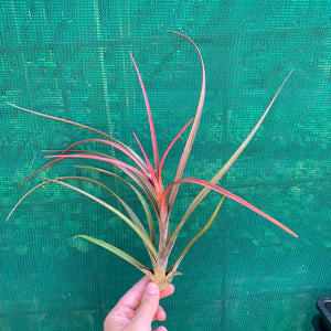 Tillandsia - Temescal sp. Nova Mex