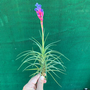 Tillandsia - tenuifolia 'Long Dark Form' ex. PT NEW