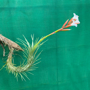 Tillandsia - Silver Comb ex. RFI NEW