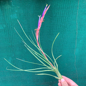 Tillandsia - Ready For Liftoff ex. RFI