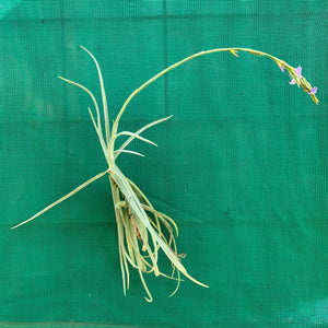 Tillandsia - duratii v. Saxatilas (Fragrant) ex. Gruber