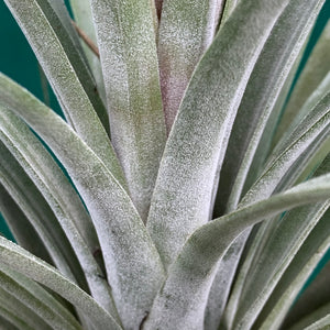 Tillandsia - X Nidus ‘Giant’ ex. PT