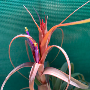 Tillandsia - Red Fountain