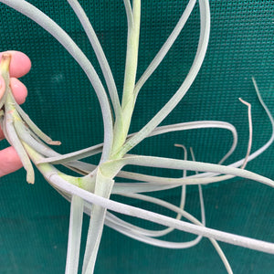 Tillandsia - Holm’s Mother Lode (Fragrant) NEW