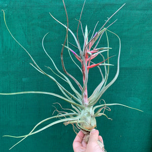 Tillandsia - Hyde’s Silver