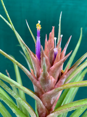 Tillandsia - Miami Nice ‘Red’