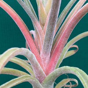 Tillandsia - streptophylla x pruinosa NEW