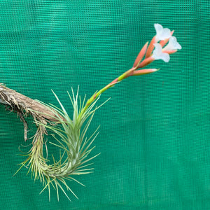 Tillandsia - Silver Comb ex. RFI NEW