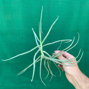 Tillandsia - duratii v. Saxatilas (Fragrant) ex. Gruber