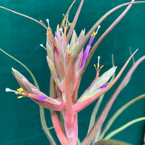 Tillandsia - Showtime ‘Frosted Clone’ ex. PT