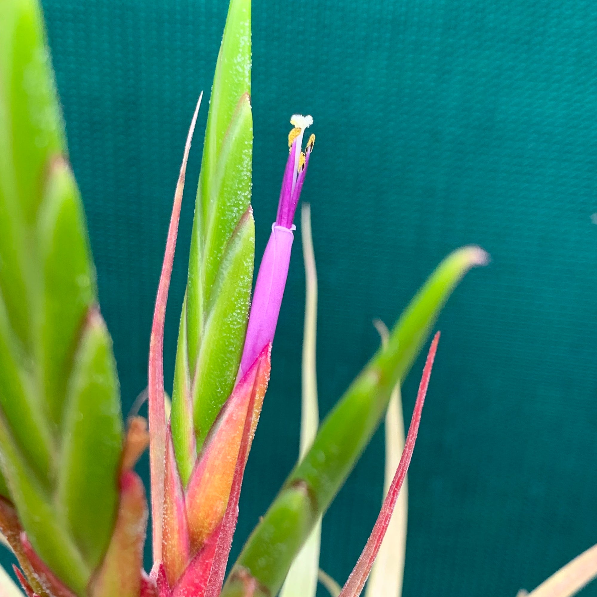 Tillandsia - Redy ex. OM